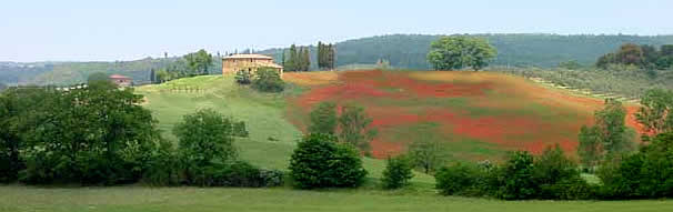 papaveri.jpg